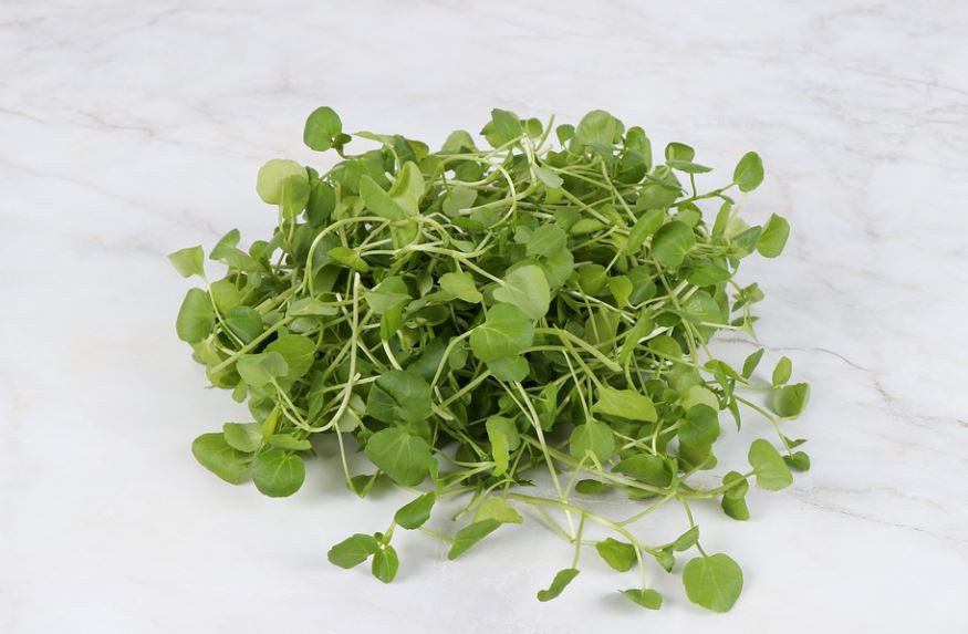 sognare il ravanello : 12 scenari e interpretazioni