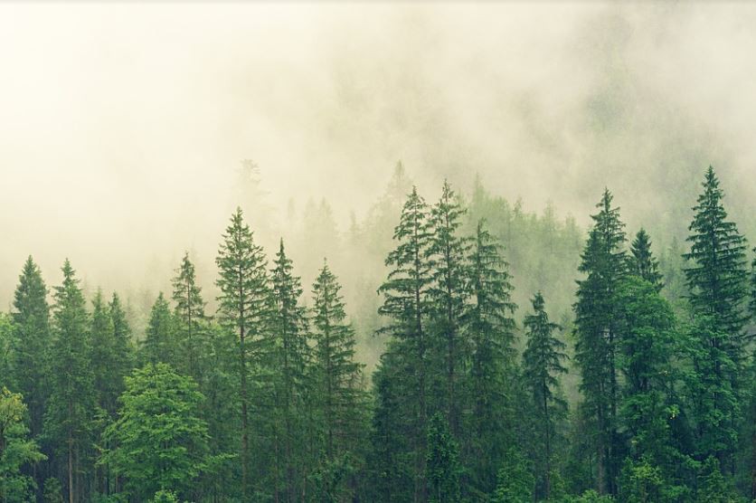 Sognare la nebbia : 10 scenari e interpretazioni