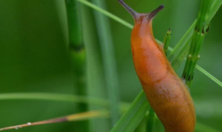 Sognare lumache : 10 scenari e interpretazioni