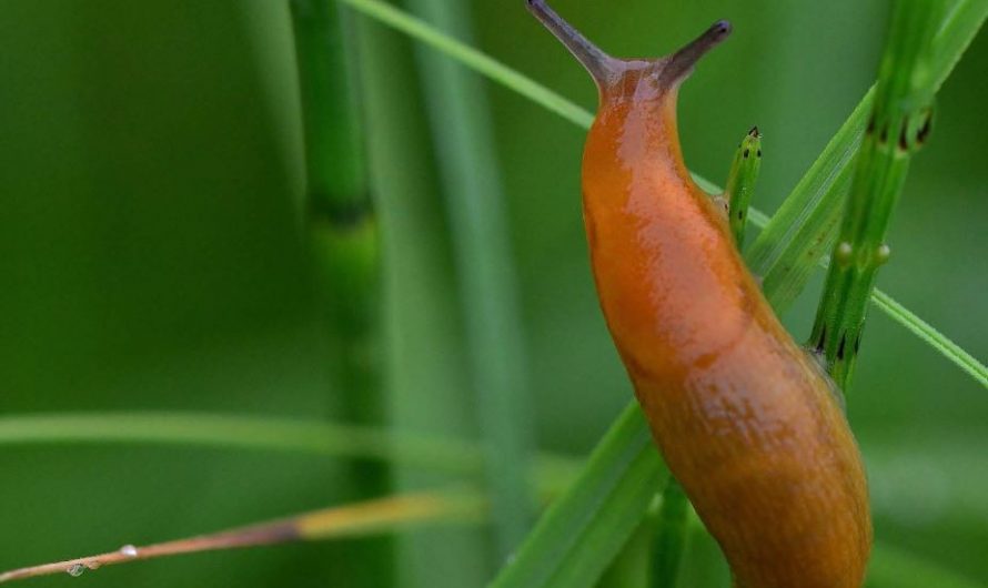 Sognare lumache : 10 scenari e interpretazioni