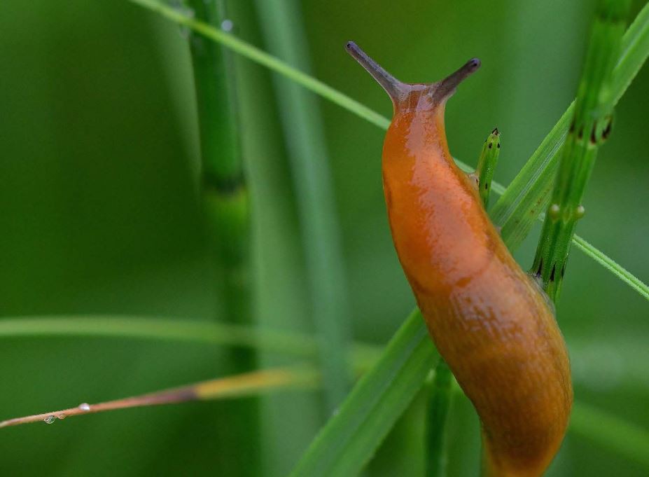 Sognare lumache : 10 scenari e interpretazioni