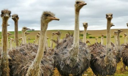 Sognare lo struzzo : 18 scenari e interpretazioni