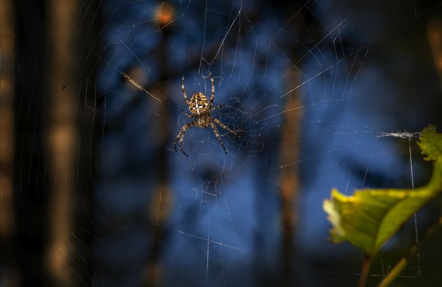 Sognare morsi di ragno : 7 scenari e interpretazioni