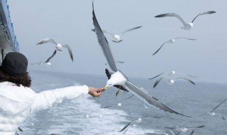 Sognare gabbiani : 10 scenari e interpretazioni