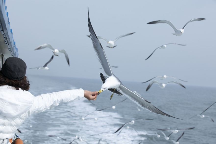 Sognare gabbiani : 10 scenari e interpretazioni