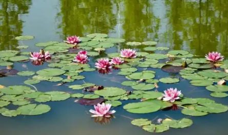 Sognare uno stagno : 28 scenari e interpretazioni