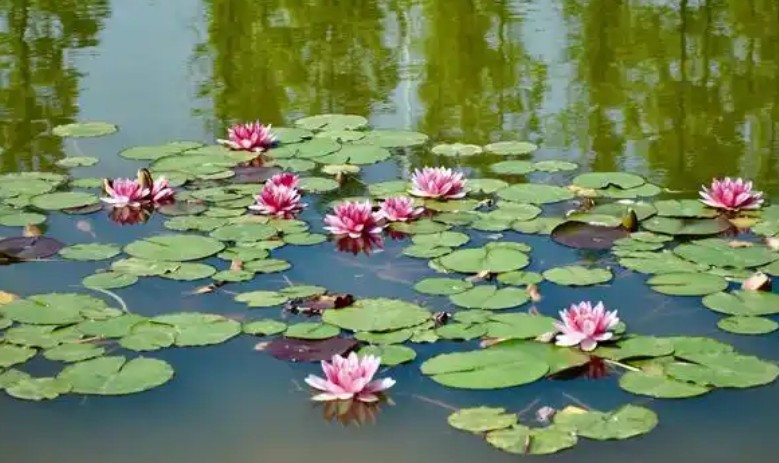 Sognare uno stagno : 28 scenari e interpretazioni