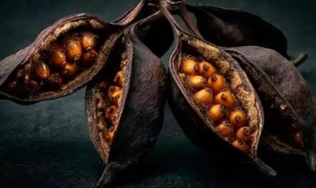 Sognare semi : 42 scenari e interpretazioni