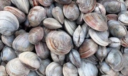 Sognare vongole : 10 scenari e interpretazioni