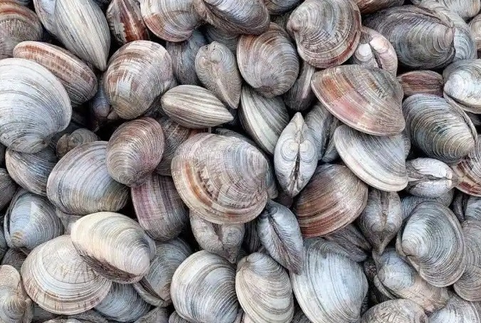 Sognare vongole : 10 scenari e interpretazioni