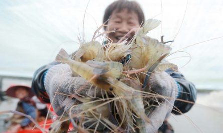 Sognare di catturare gamberetti : 20 scenari e interpretazioni