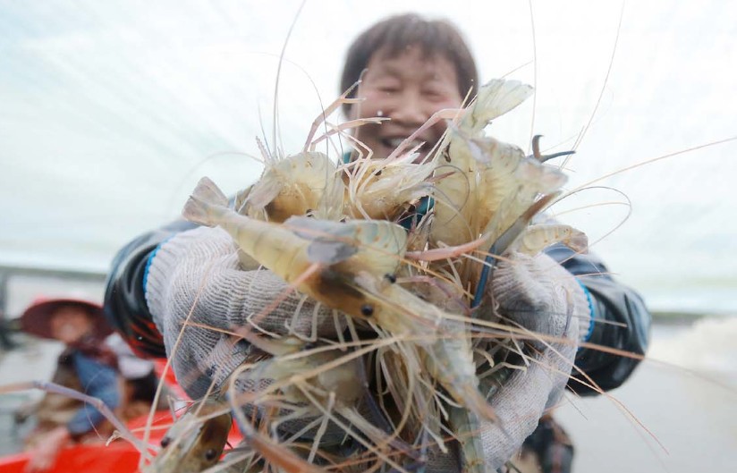 Sognare di catturare gamberetti : 20 scenari e interpretazioni