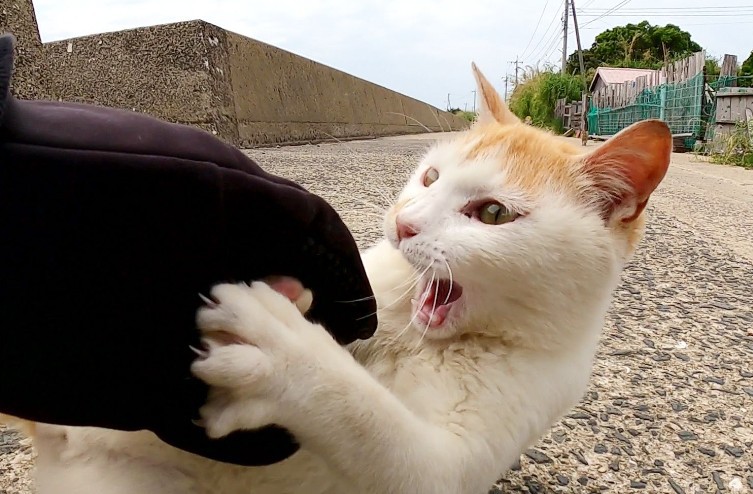 Sognare di essere morso da un gatto : 5 scenari e interpretazioni