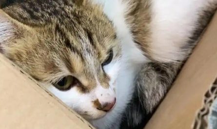 Sognare di perdere un gatto : 10 scenari e interpretazioni