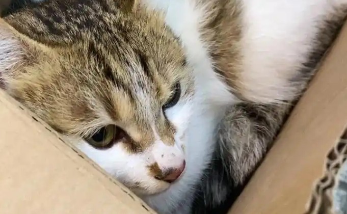 Sognare di perdere un gatto : 10 scenari e interpretazioni