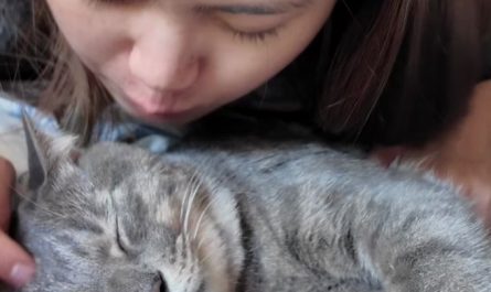 Sognare di crescere un gatto : 5 scenari e interpretazioni