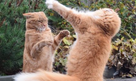 Sognare di litigare con un gatto : 10 scenari e interpretazioni