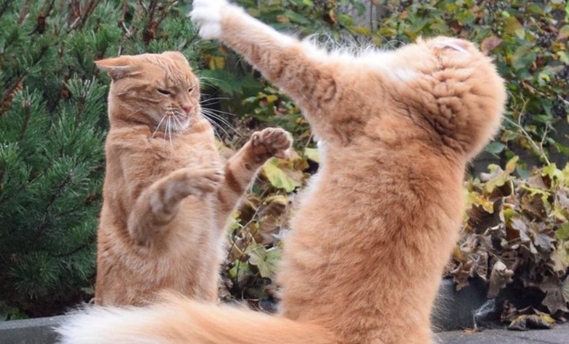 Sognare di litigare con un gatto : 10 scenari e interpretazioni