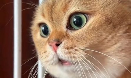 Sognare un gatto parlante : 14 scenari e interpretazioni