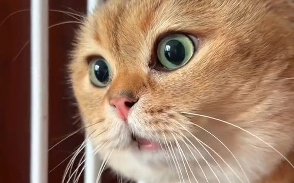 Sognare un gatto parlante : 14 scenari e interpretazioni