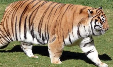 Sognato un grosso felino : 12 scenari e interpretazioni