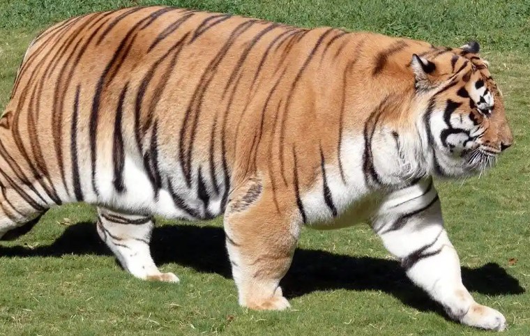 Sognato un grosso felino : 12 scenari e interpretazioni