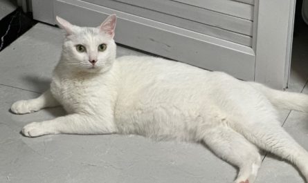 Sognato un gatto bianco : 16 scenari e interpretazioni