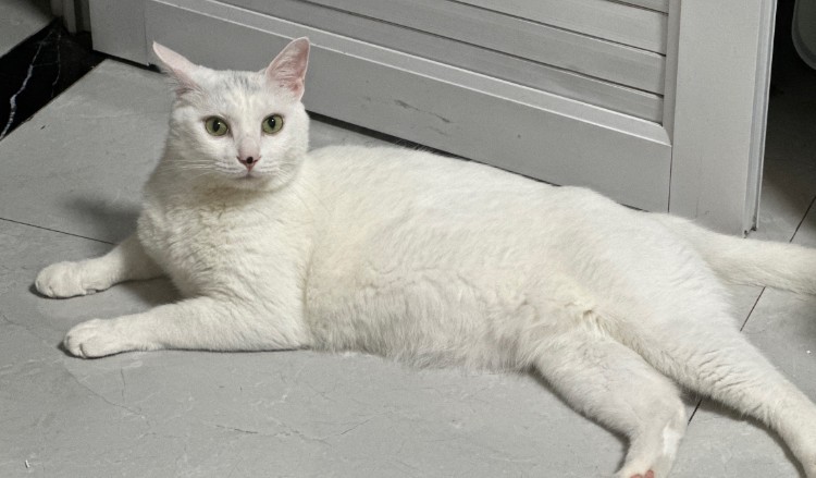 Sognato un gatto bianco : 16 scenari e interpretazioni