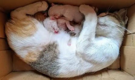 Sognare una gatta che partorisce dei gattini : 10 scenari e interpretazioni