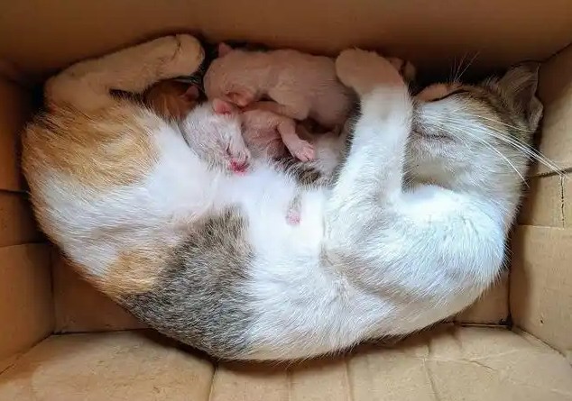 Sognare una gatta che partorisce dei gattini : 10 scenari e interpretazioni