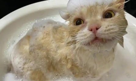 Sognare di fare il bagno a un gatto : 10 scenari e interpretazioni
