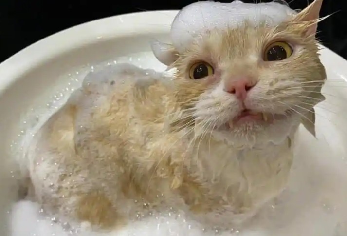 Sognare di fare il bagno a un gatto : 10 scenari e interpretazioni