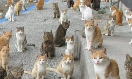 Sognando tanti gatti : 14 scenari e interpretazioni