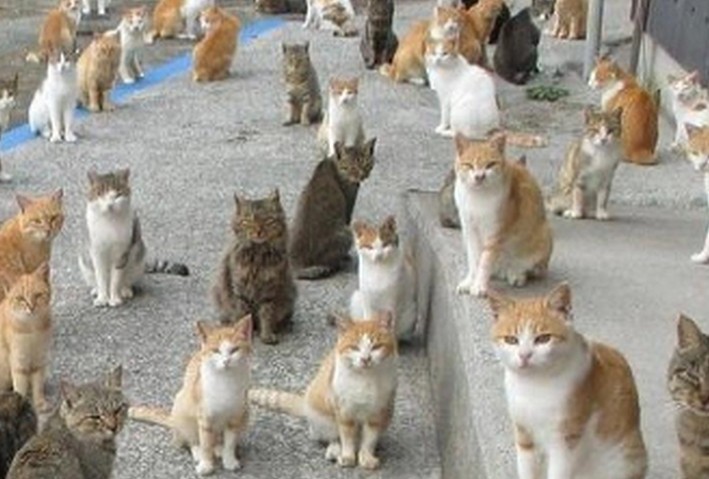 Sognando tanti gatti : 14 scenari e interpretazioni