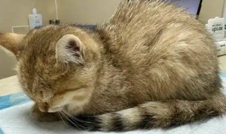 Sognato un gatto malato : 12 scenari e interpretazioni