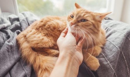 Sognare di accarezzare un gatto : 10 scenari e interpretazioni