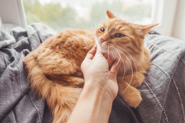 Sognare di accarezzare un gatto : 10 scenari e interpretazioni