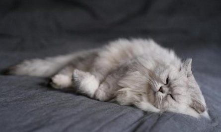 Sognare la pelliccia del gatto : 12 scenari e interpretazioni