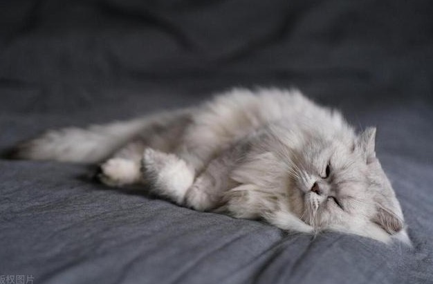 Sognare la pelliccia del gatto : 12 scenari e interpretazioni