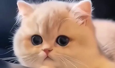 Sognando gattini : 20 scenari e interpretazioni