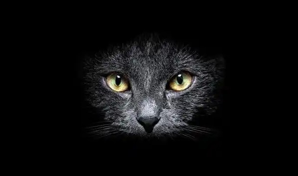 Sognare un gatto nero : 16 scenari e interpretazioni
