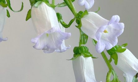 Sognare campanule : 13 scenari e interpretazioni