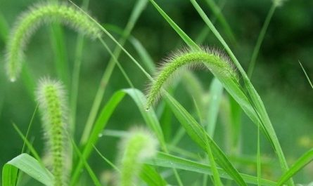 Sognare nuovi germogli d'erba : 12 scenari e interpretazioni