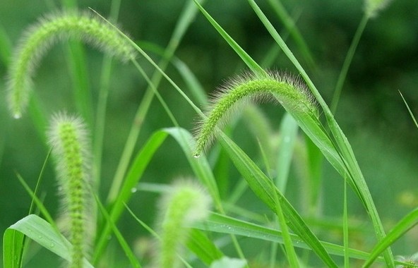 Sognare nuovi germogli d'erba : 12 scenari e interpretazioni