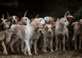 Sognare molti cani: 13 scenari e interpretazioni