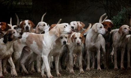Sognare molti cani: 13 scenari e interpretazioni