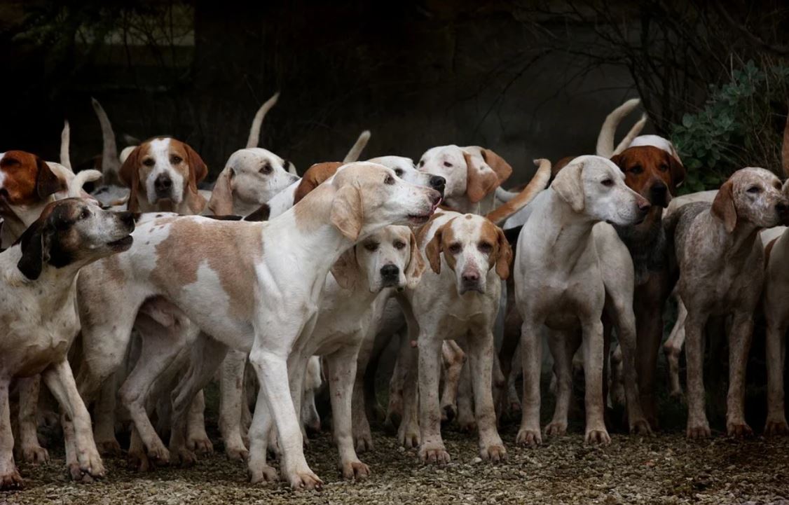 Sognare molti cani: 13 scenari e interpretazioni
