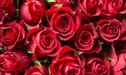 Sognare fiori : 28 scenari e interpretazioni