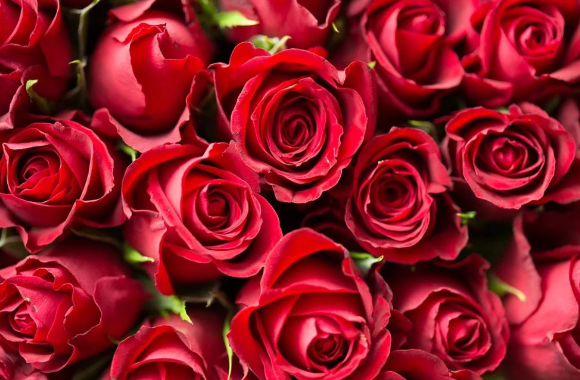 Sognare fiori : 28 scenari e interpretazioni