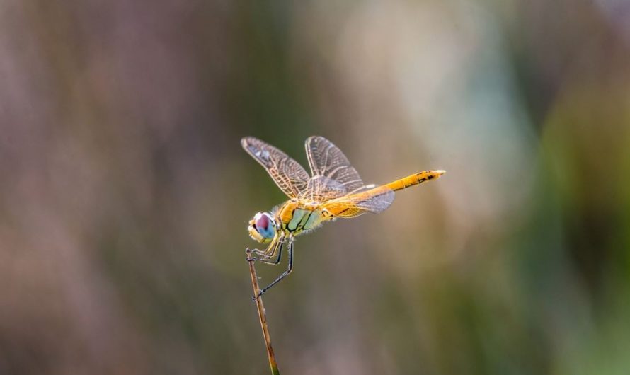 Sognare libellule : 10 scenari e interpretazioni